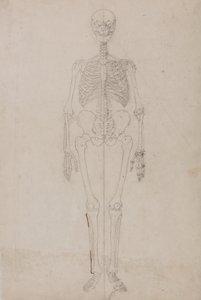 Studium postaci ludzkiej, widok z przodu, z porównawczej ekspozycji anatomicznej struktury ciała ludzkiego z ciałem tygrysa i drobiu zwyczajnego, c.1795-1806 (grafit i tusz na papierze) autorstwa George Stubbs