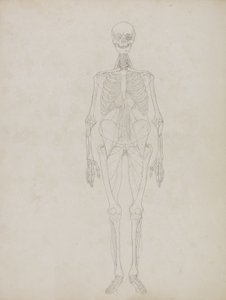 Studium postaci ludzkiej, widok z przodu, z „Porównawczej anatomicznej ekspozycji struktury ciała ludzkiego z ciałem tygrysa i drobiu zwyczajnego”, c.1795-1806 (grafit i tusz na papierze) autorstwa George Stubbs
