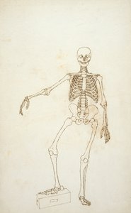 Studium postaci ludzkiej, widok z przodu, z „Porównawczej anatomicznej ekspozycji budowy ciała ludzkiego z ciałem tygrysa i drobiu zwyczajnego” autorstwa George Stubbs