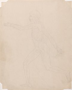 Studium postaci ludzkiej, widok z boku, porównanie anatomiczne wystawienia budowy ciała ludzkiego z ciałem tygrysa i drobiu zwyczajnego, c.1795-1806 (grafit na papierze na naboje) autorstwa George Stubbs