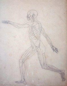 Studium postaci ludzkiej, widok boczny, z porównawczej ekspozycji anatomicznej budowy ciała ludzkiego z ciałem tygrysa i drobiu zwyczajnego, c.1795-1806 (grafit na papierze na naboje) autorstwa George Stubbs