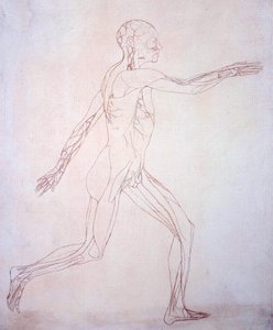 Studium postaci ludzkiej, widok boczny, z porównawczej ekspozycji anatomicznej budowy ciała ludzkiego z ciałem tygrysa i drobiu zwyczajnego, c.1795-1806 (atrament na papierze) autorstwa George Stubbs