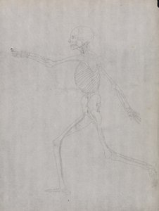 Studium postaci ludzkiej, widok boczny, z porównawczej ekspozycji anatomicznej budowy ciała ludzkiego z ciałem tygrysa i drobiu zwyczajnego, 1795-1806 (grafit na grubym papierze tkanym) autorstwa George Stubbs
