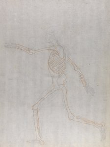 Studium postaci ludzkiej, widok boczny, z porównawczej ekspozycji anatomicznej budowy ciała ludzkiego z ciałem tygrysa i drobiu zwyczajnego, 1795-1806 (grafit i czerwona kreda na cienkiej autorstwa George Stubbs