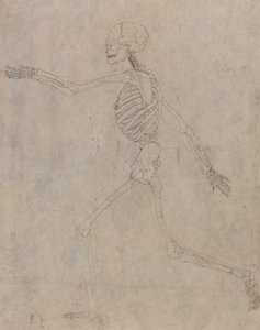 Studium postaci ludzkiej, widok boczny, z porównawczej ekspozycji anatomicznej budowy ciała ludzkiego z ciałem tygrysa i drobiu zwyczajnego, 1795-1806 (grafit z tuszem na grubym splocie autorstwa George Stubbs