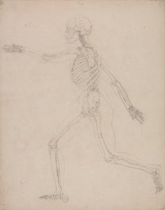 Studium postaci ludzkiej, widok boczny, z porównawczej ekspozycji anatomicznej budowy ciała ludzkiego z ciałem tygrysa i drobiu zwyczajnego, 1795-1806 (grafit na grubym papierze tkanym) autorstwa George Stubbs