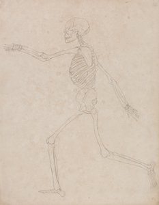 Studium postaci ludzkiej, widok boczny, z porównawczej ekspozycji anatomicznej budowy ciała ludzkiego z ciałem tygrysa i drobiu zwyczajnego, 1795-1806 (grafit na grubym papierze tkanym) autorstwa George Stubbs