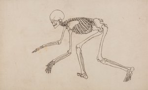 Studium postaci ludzkiej, widok boczny, z porównawczej ekspozycji anatomicznej struktury ciała ludzkiego z ciałem tygrysa i drobiu zwyczajnego, 1795-1806 (pióro i atrament na graficie na wow autorstwa George Stubbs
