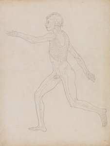Studium postaci ludzkiej, widok boczny, z porównawczej ekspozycji anatomicznej budowy ciała ludzkiego z ciałem tygrysa i drobiu zwyczajnego, 1795-1806 (grafit na grubym papierze tkanym) autorstwa George Stubbs