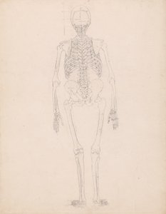 Studium postaci ludzkiej, widok z tyłu, diagram klucza do tabeli II, z porównawczej ekspozycji anatomicznej struktury ciała ludzkiego z ciałem tygrysa i drobiu zwyczajnego, c.1795-1806 autorstwa George Stubbs