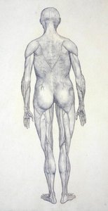 Studium figury ludzkiej, widok z tyłu, z pracy Anatomiczna ekspozycja budowy ciała ludzkiego z tygrysem i ptactwem pospolitym, ok. 1795-1806 (grafit na papierze kasetowym) autorstwa George Stubbs