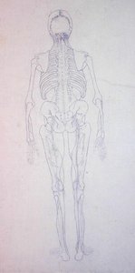 Studium postaci ludzkiej, widok z tyłu, z porównawczej ekspozycji anatomicznej budowy ciała ludzkiego z ciałem tygrysa i drobiu zwyczajnego, c.1795-1806 (grafit na papierze) autorstwa George Stubbs