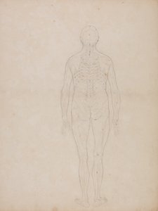 Studium figury ludzkiej, widok z tyłu, z pracy Anatomiczna ekspozycja budowy ciała ludzkiego z tygrysem i ptactwem pospolitym, ok. 1795-1806 (grafit na papierze kasetowym) autorstwa George Stubbs