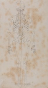 Studium postaci ludzkiej, widok z tyłu, z porównawczej ekspozycji anatomicznej budowy ciała ludzkiego z ciałem tygrysa i drobiu zwyczajnego, c.1795-1806 (grafit na papierze) autorstwa George Stubbs