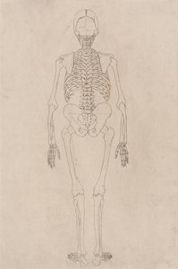 Studium postaci ludzkiej, widok z tyłu, z porównawczej ekspozycji anatomicznej struktury ciała ludzkiego z ciałem tygrysa i drobiu zwyczajnego, c.1795-1806 (tusz na papierze na naboje) autorstwa George Stubbs
