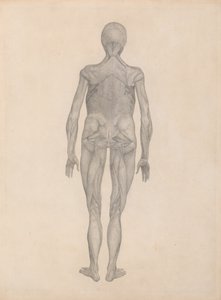 Studium postaci ludzkiej, widok z tyłu, z usuniętą skórą i leżącą poniżej tkanką powięziową, z porównawczej ekspozycji anatomicznej struktury ciała ludzkiego z ciałem tygrysa i łącznością autorstwa George Stubbs