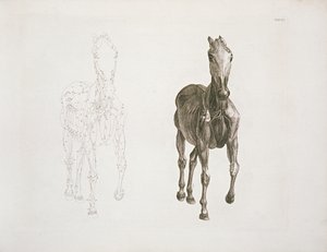 Patka. VIII, z „Anatomii konia...” 1766 autorstwa George Stubbs