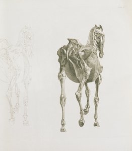 Skirtukas. XV, iš "Arklio anatomija...", 1766 poli autorstwa George Stubbs
