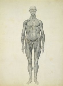 Postać ludzka, widok z przodu, z cyklu "Porównawcze anatomiczne wystawienie budowy ciała ludzkiego z ciałem tygrysa i ptactwa zwyczajnego" autorstwa George Stubbs