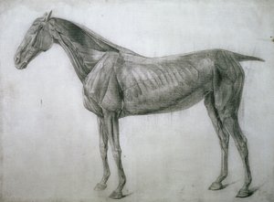 Studium mięśni: rysunek Ecorche widziany z boku, z XIII tabeli anatomicznej, z anatomii konia, 1766 autorstwa George Stubbs