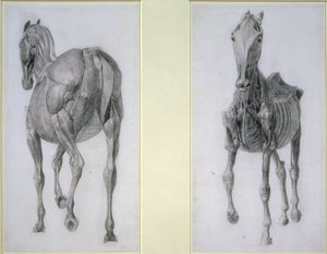 Badanie mięśni: widok z przodu i z tyłu, z XIII tabeli anatomicznej, z anatomii konia, 1766 autorstwa George Stubbs