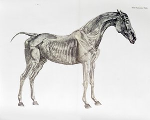 Trzecia tabela anatomiczna z „Anatomii konia” autorstwa George Stubbs