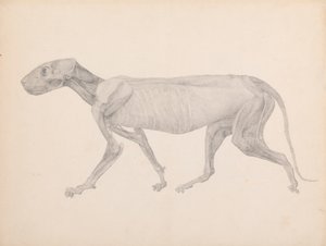 Ciało tygrysa, widok z boku (ukończony rysunek do niepublikowanej tabeli; pokazuje trzeci etap sekcji) autorstwa George Stubbs