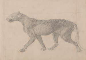 Ciało tygrysa, widok z boku (pierwszy z dziewięciu rysunków innego okazu tygrysa) autorstwa George Stubbs