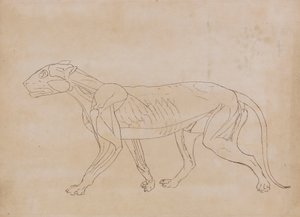 Ciało tygrysa, widok z boku (rysunek konspektu kluczowej postaci) autorstwa George Stubbs