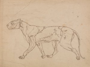 Ciało tygrysa, widok z boku (zarys mięśni powierzchniowych i ich ukrwienia, prawdopodobnie wykonany dla kluczowej postaci) autorstwa George Stubbs