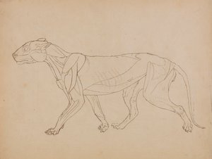 Ciało tygrysa, widok z boku (prawdopodobnie wykonane jako podstawa dla kluczowej figury) autorstwa George Stubbs