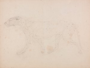 Ciało tygrysa, widok z boku (badanie mięśni kluczowej postaci w tabeli IX) autorstwa George Stubbs