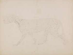 Ciało tygrysa, widok z boku (badanie górnych warstw mięśni i ich ukrwienia przygotowane dla kluczowej figury w tabeli XIV) autorstwa George Stubbs