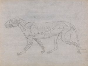 Тело тигра, боковая полировка autorstwa George Stubbs