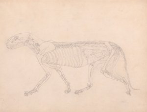 Corpo do Tigre, Verniz Lateral autorstwa George Stubbs