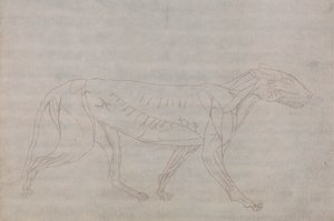 Ciało tygrysa, widok z boku autorstwa George Stubbs
