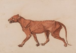 Ciało tygrysa, widok z boku autorstwa George Stubbs