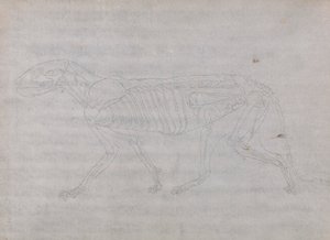 Ciało tygrysa, widok z boku autorstwa George Stubbs