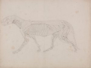 Ciało tygrysa, widok z boku autorstwa George Stubbs