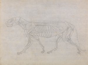 Ciało tygrysa, widok z boku autorstwa George Stubbs
