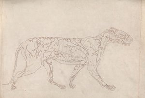 Tygrys, widok z boku (zarysowe studium zaopatrzenia w krew na powierzchni, przygotowane dla kluczowej figury w tabeli IX) autorstwa George Stubbs