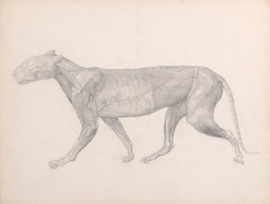 Tygrys, widok z boku, z usuniętą tkanką łączną pokrywającą mięśnie (badanie zakończone dla tabeli XIV) autorstwa George Stubbs