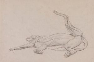 Tygrys, leżący, oglądany od strony brzusznej autorstwa George Stubbs