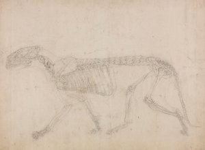 Szkielet tygrysa, widok z boku (prawdopodobnie główne studium szkieletu) autorstwa George Stubbs
