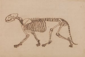 Szkielet Tygrysa, Widok Boczny autorstwa George Stubbs