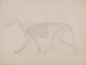 Szkielet Tygrysa, Widok Boczny autorstwa George Stubbs