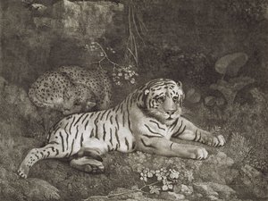 Grawerowane przez artystę "Dwa Tygrysy", wyd. 1788 (akwaforta) autorstwa George Stubbs