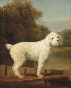 Biały pudel w łodzie autorstwa George Stubbs