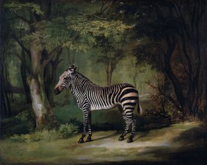 Zebra autorstwa George Stubbs