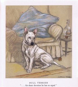 Bull Terrier (kolorowa litografia)